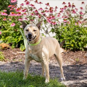 Loki, Senior Male Akita