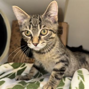 Arthur, Baby Male Domestic Short Hair
