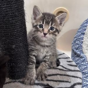 Willie, Baby Male Domestic Long Hair