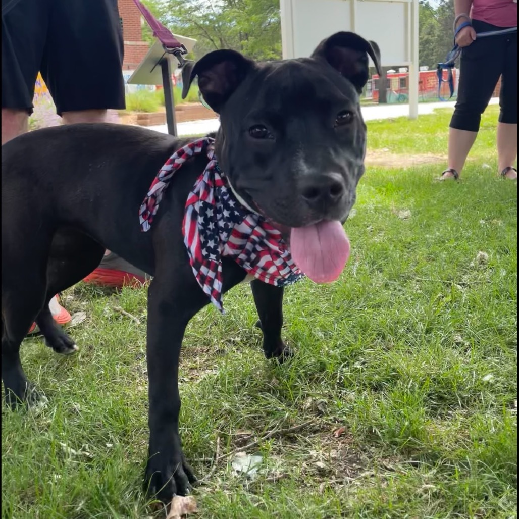 Chanel, an adoptable Pit Bull Terrier in Bismarck, ND, 58507 | Photo Image 1