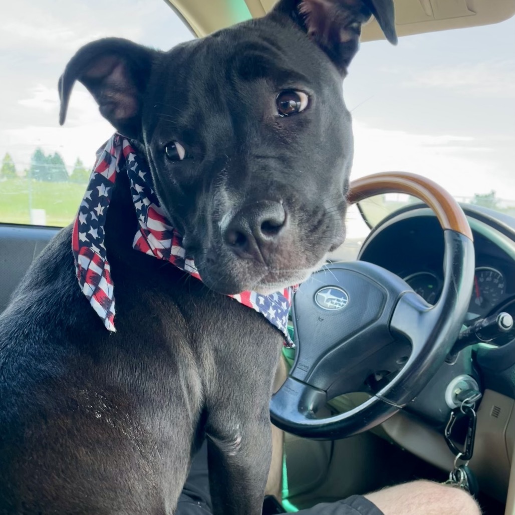 Chanel, an adoptable Pit Bull Terrier in Bismarck, ND, 58507 | Photo Image 1