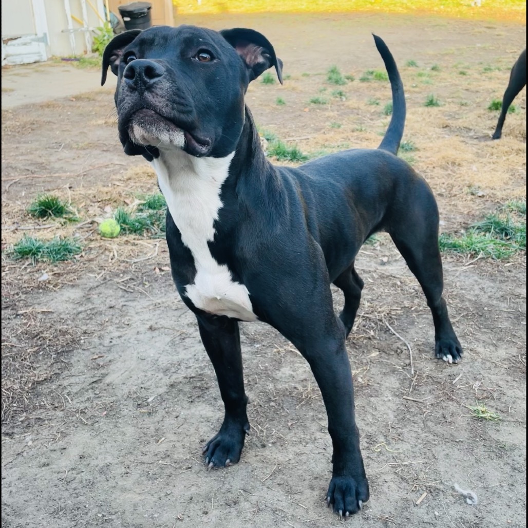 Chanel, an adoptable Pit Bull Terrier in Bismarck, ND, 58507 | Photo Image 1