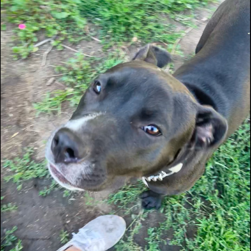 Chanel, an adoptable Pit Bull Terrier in Bismarck, ND, 58507 | Photo Image 2