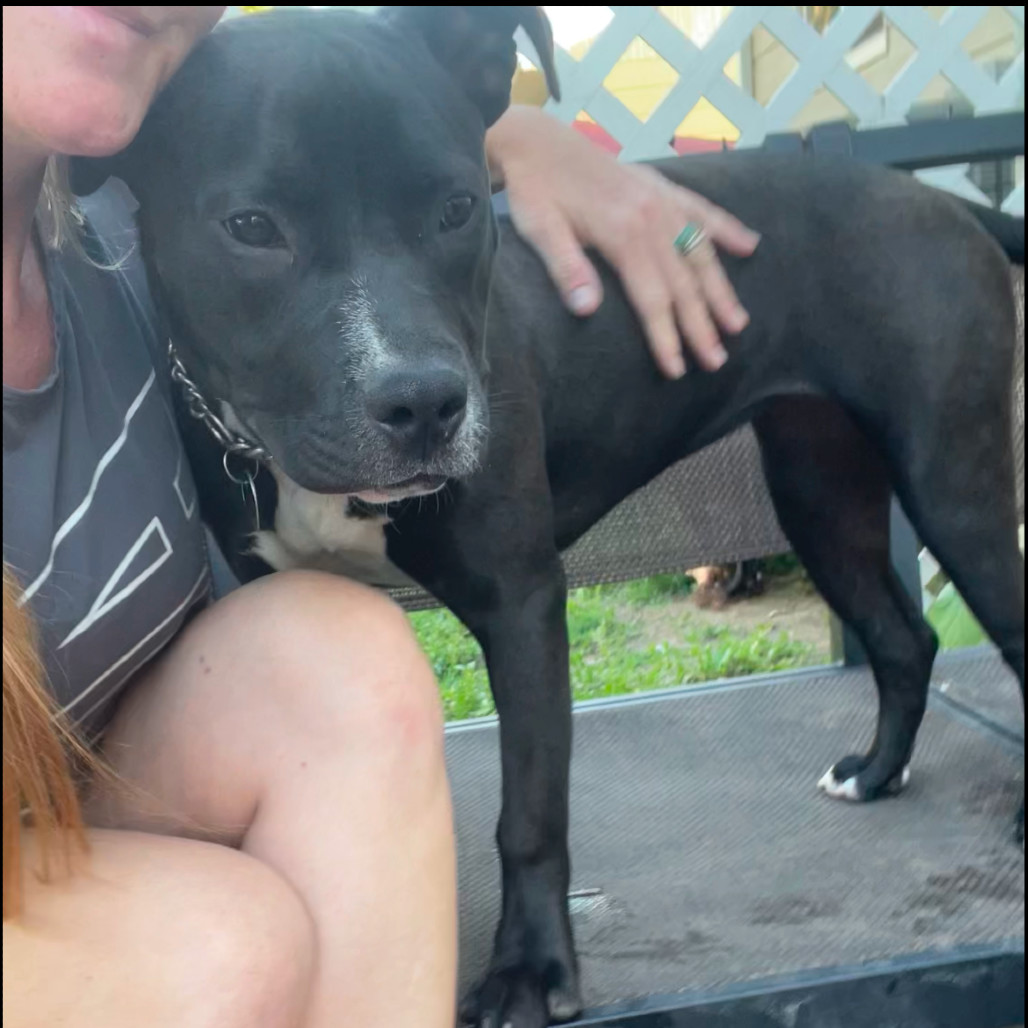 Chanel, an adoptable Pit Bull Terrier in Bismarck, ND, 58507 | Photo Image 3