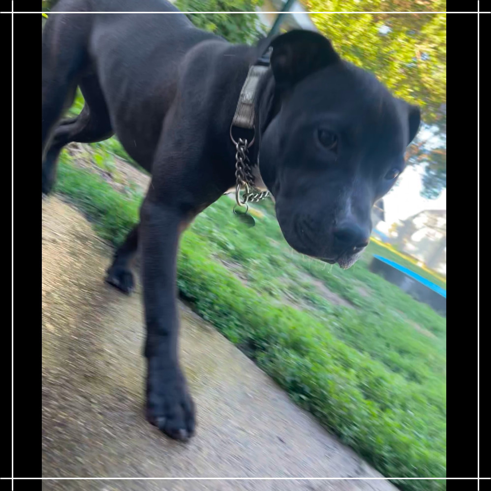 Chanel, an adoptable Pit Bull Terrier in Bismarck, ND, 58507 | Photo Image 4