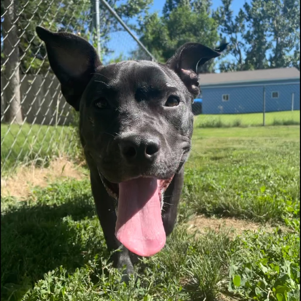 Chanel, an adoptable Pit Bull Terrier in Bismarck, ND, 58507 | Photo Image 5