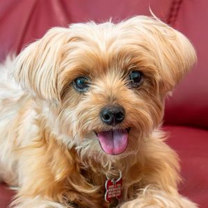 Daisy Yorkshire Terrier Dog