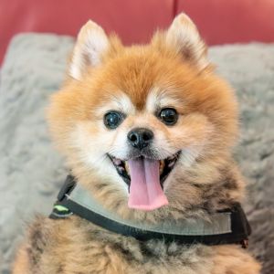 Leo Pomeranian Dog