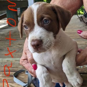Paxton, Baby Male Mixed Breed
