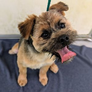 Bruce Buttons Yorkshire Terrier Dog