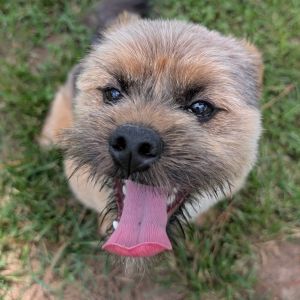 Meet Bruce a 7-month-old 178-pound Yorkie mix with a playful heart and a big personality Hes cu