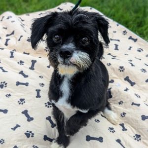 April Joy Shih Tzu Dog