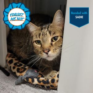 Gabriel, Senior Male Domestic Short Hair