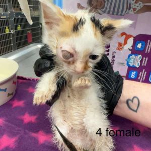 Sveka 25-05-134, Baby Female Domestic Short Hair