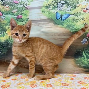Gonzo, Baby Male Domestic Short Hair
