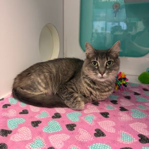 Georgia, Young Female Domestic Long Hair