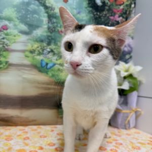 Illinois, Adult Female Domestic Short Hair