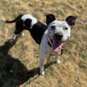 Aurora, Adult Female Australian Cattle Dog / Blue Heeler