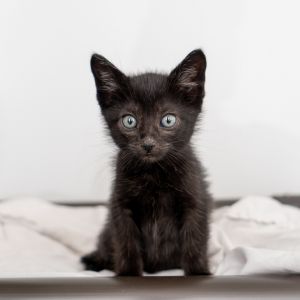 Wednesday Domestic Short Hair Cat