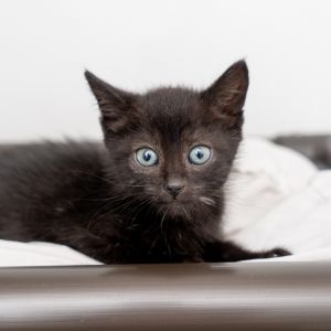 Tuesday Domestic Short Hair Cat