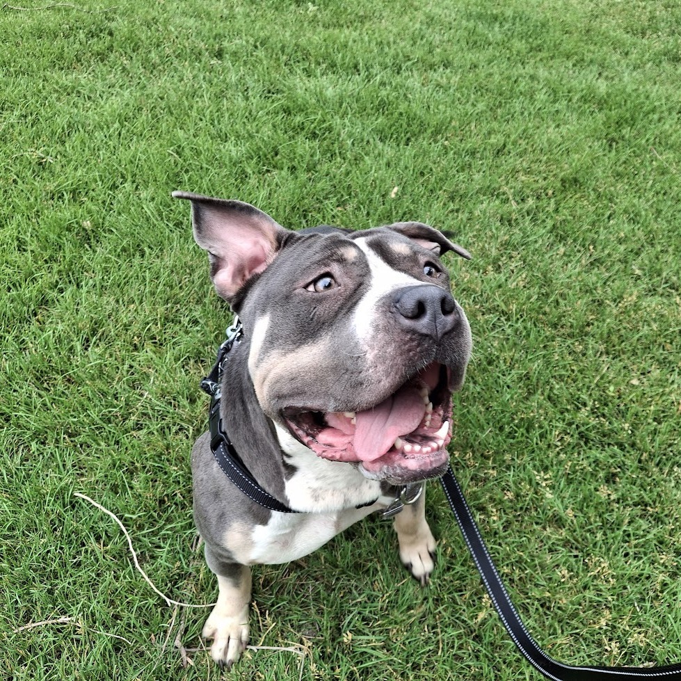 Ziva