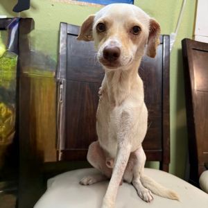 Lucas, Adult Male Chihuahua