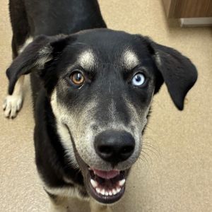 Jake, Young Male Shepherd