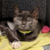 Luisa - AT PETCO photo 1