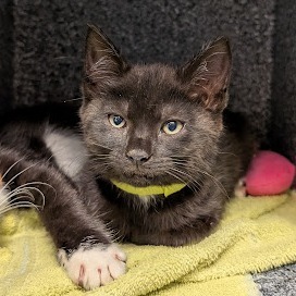 Luisa - AT PETCO, Baby Female Domestic Short Hair