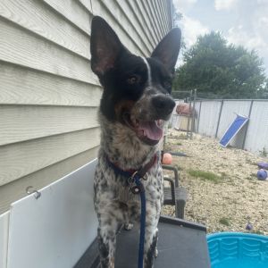 Remington &#34;Remi&#34;, Adult Male Australian Cattle Dog / Blue Heeler