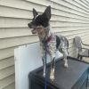 Remington &#34;Remi&#34; photo 3