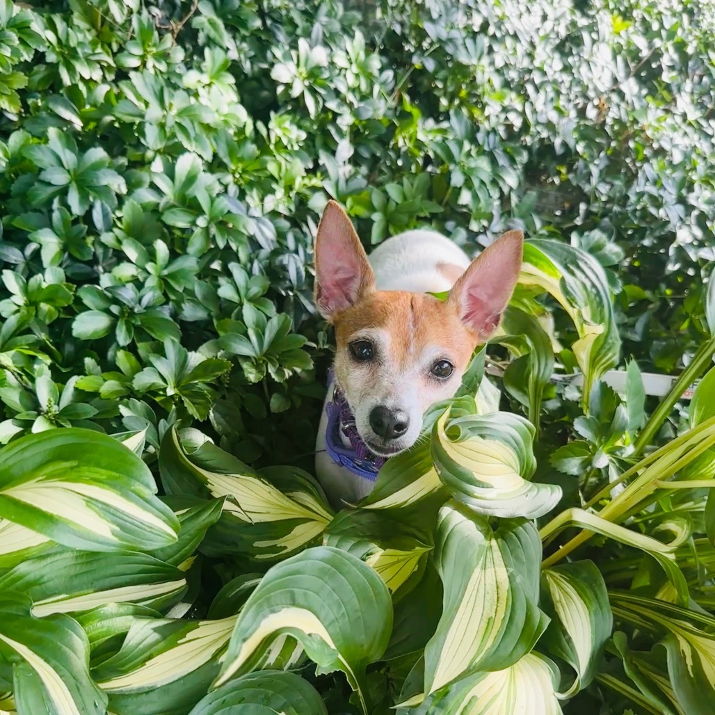 Flossy