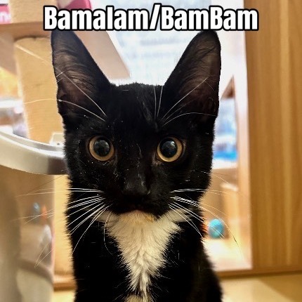 Bamalam