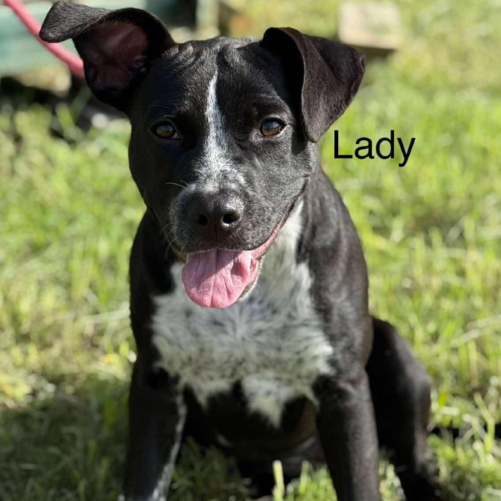 Lady