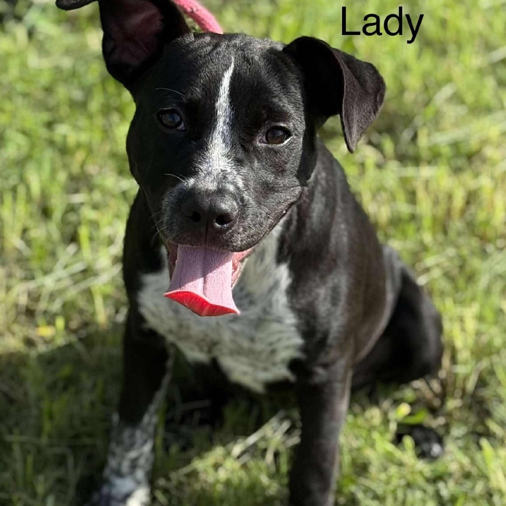Lady