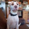 Bessie photo 1