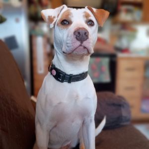 Bessie, Young Female Terrier
