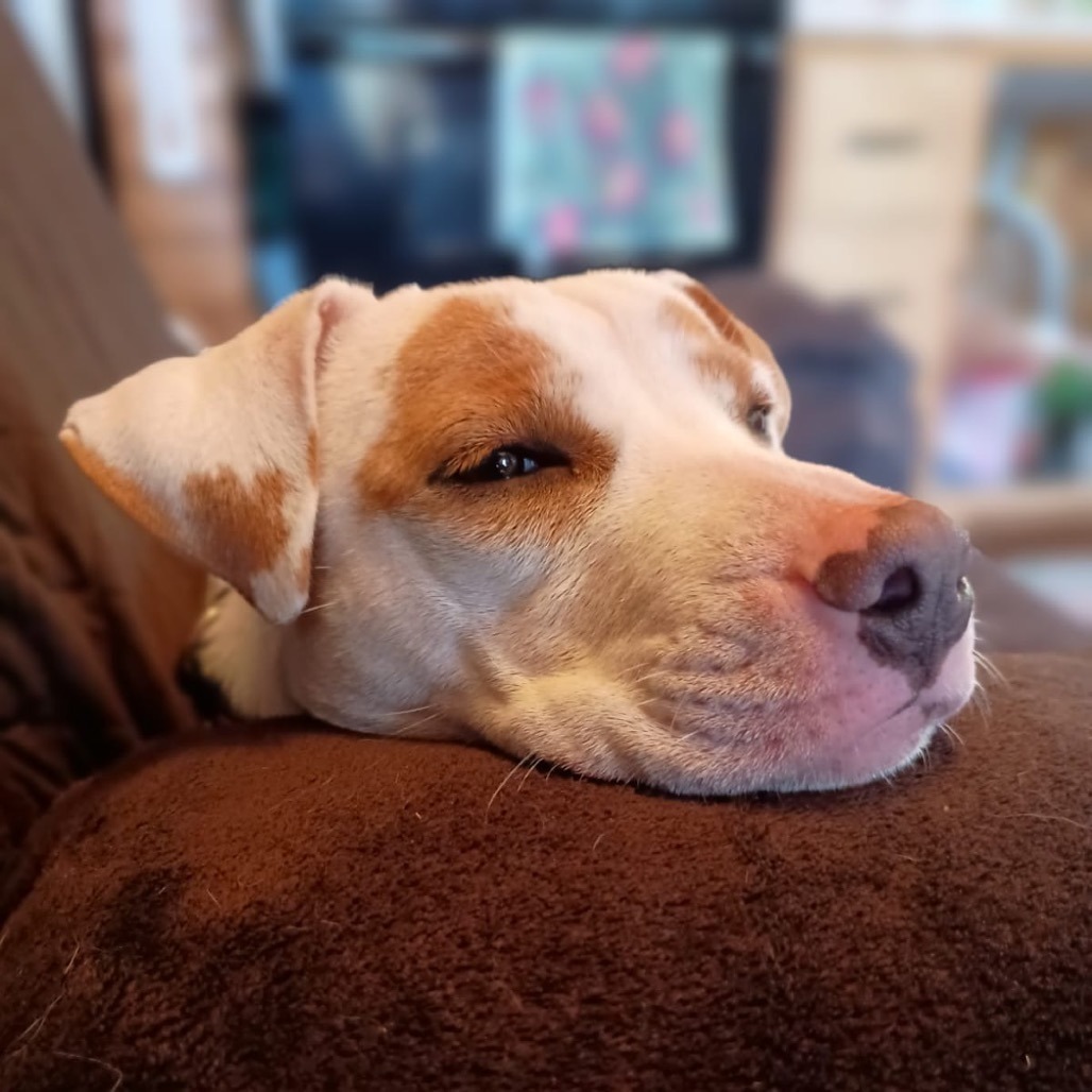 Bessie, an adoptable Terrier in Wadena, MN, 56482 | Photo Image 2