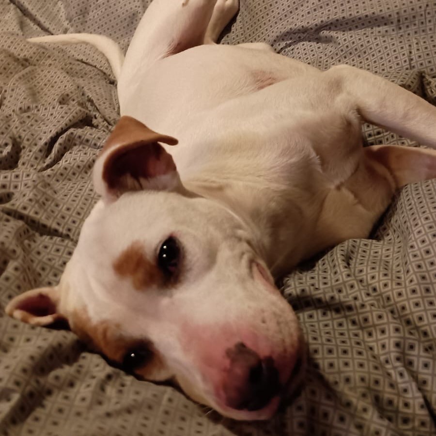 Bessie, an adoptable Terrier in Wadena, MN, 56482 | Photo Image 3