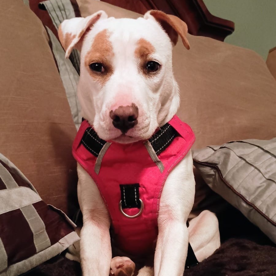 Bessie, an adoptable Terrier in Wadena, MN, 56482 | Photo Image 4