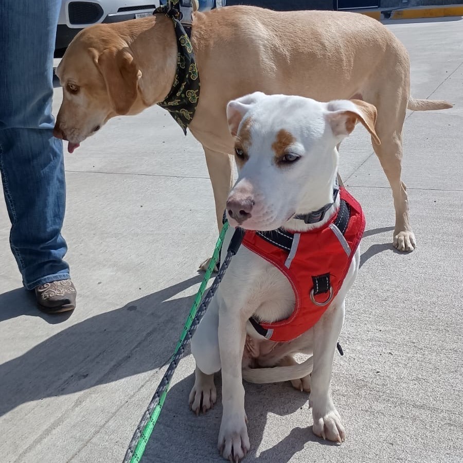 Bessie, an adoptable Terrier in Wadena, MN, 56482 | Photo Image 5