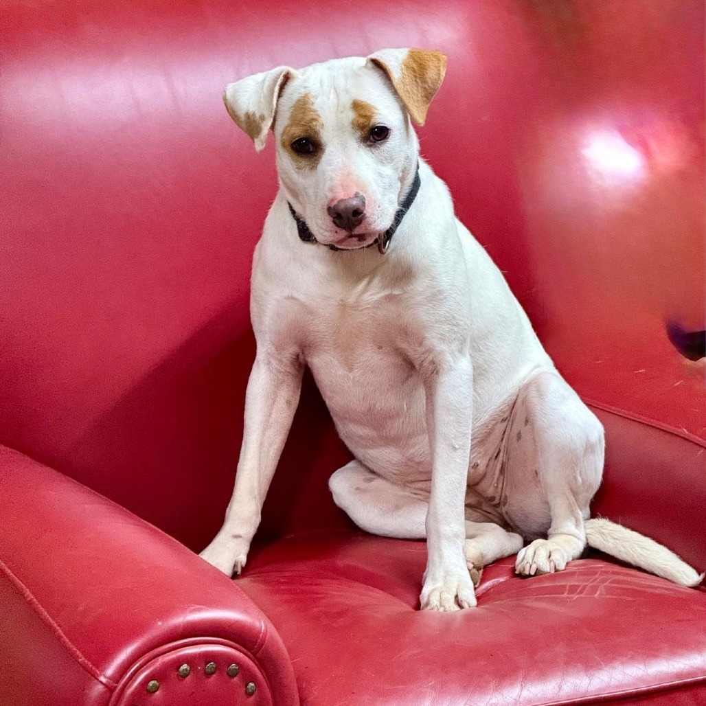 Bessie, an adoptable Terrier in Wadena, MN, 56482 | Photo Image 6