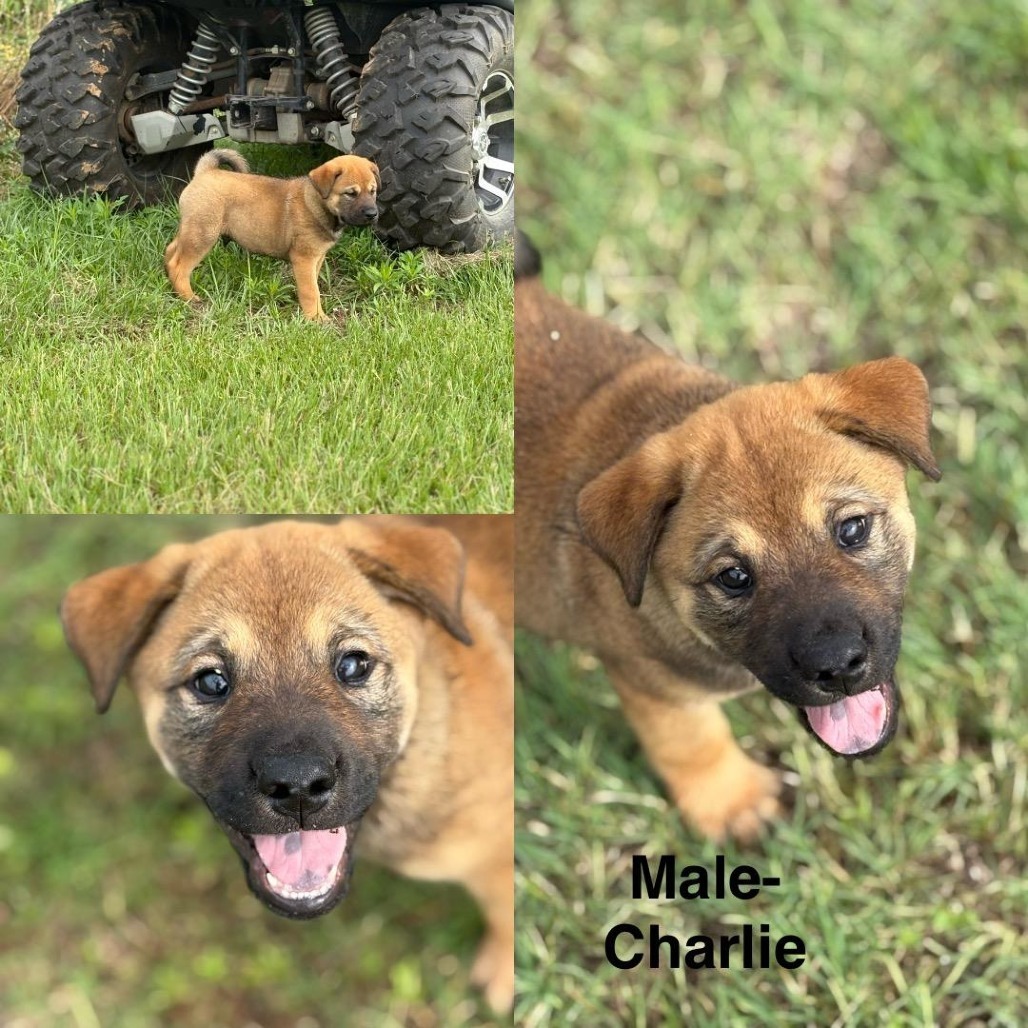 Charlie
