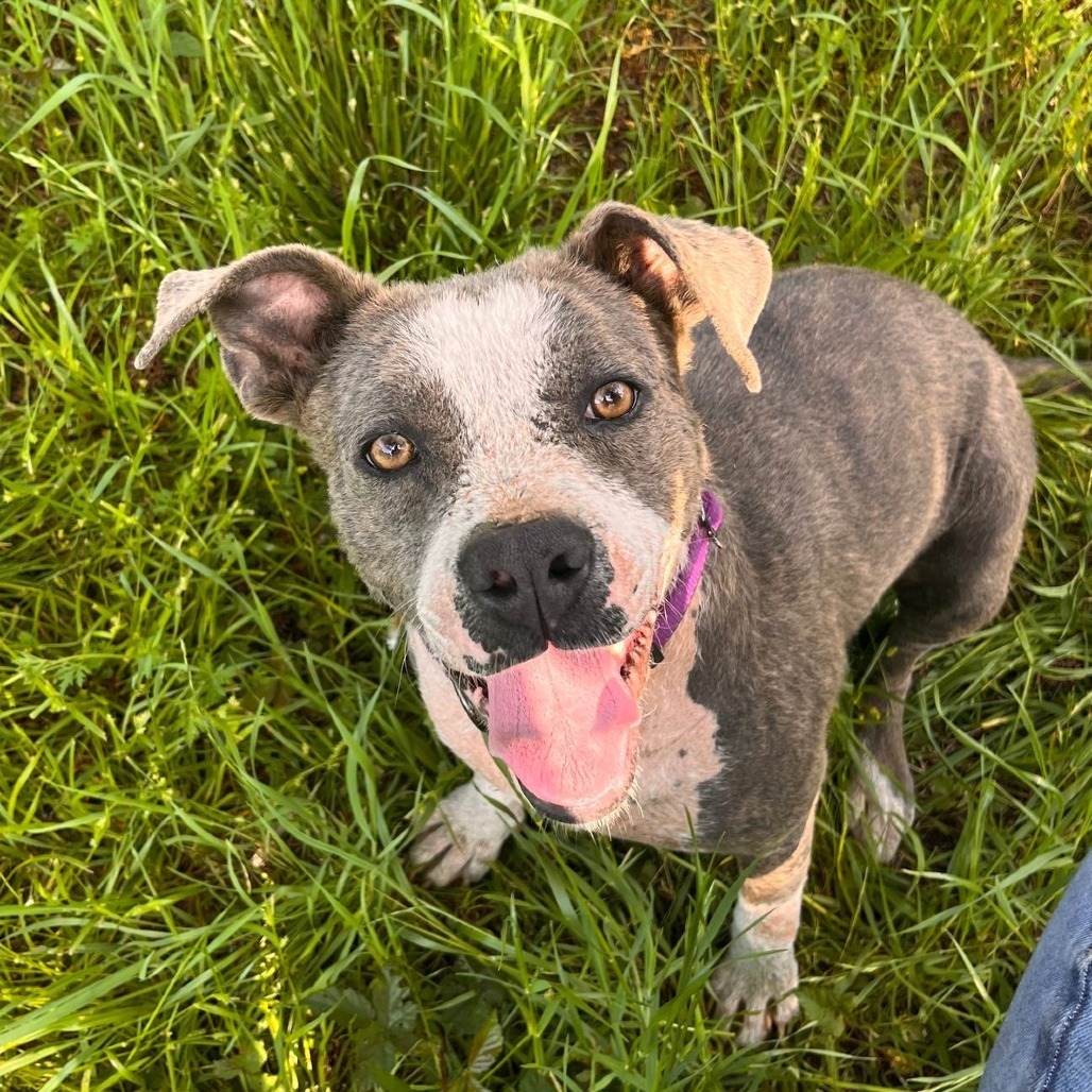 Allie, an adoptable Pit Bull Terrier in Wadena, MN, 56482 | Photo Image 1