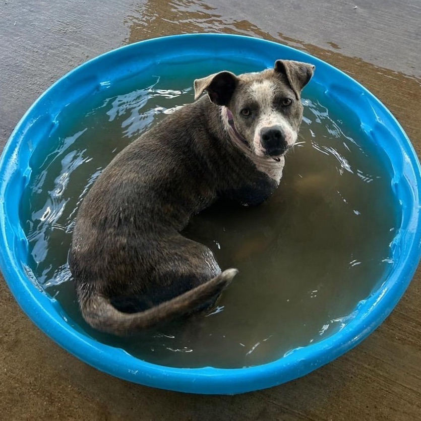 Allie, an adoptable Pit Bull Terrier in Wadena, MN, 56482 | Photo Image 2