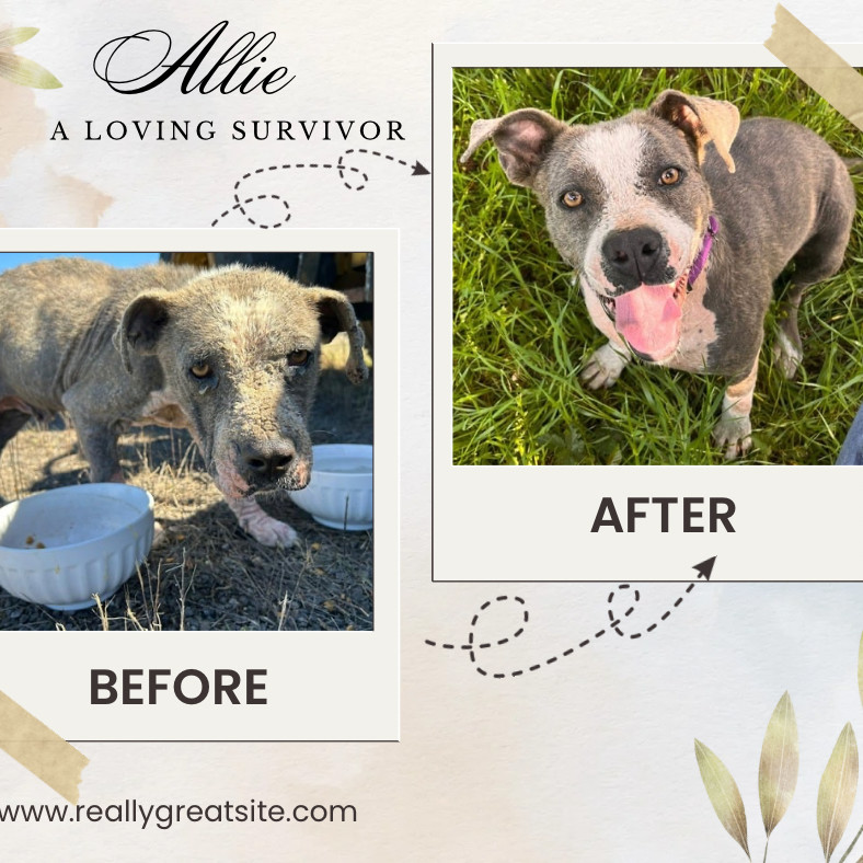 Allie, an adoptable Pit Bull Terrier in Wadena, MN, 56482 | Photo Image 3