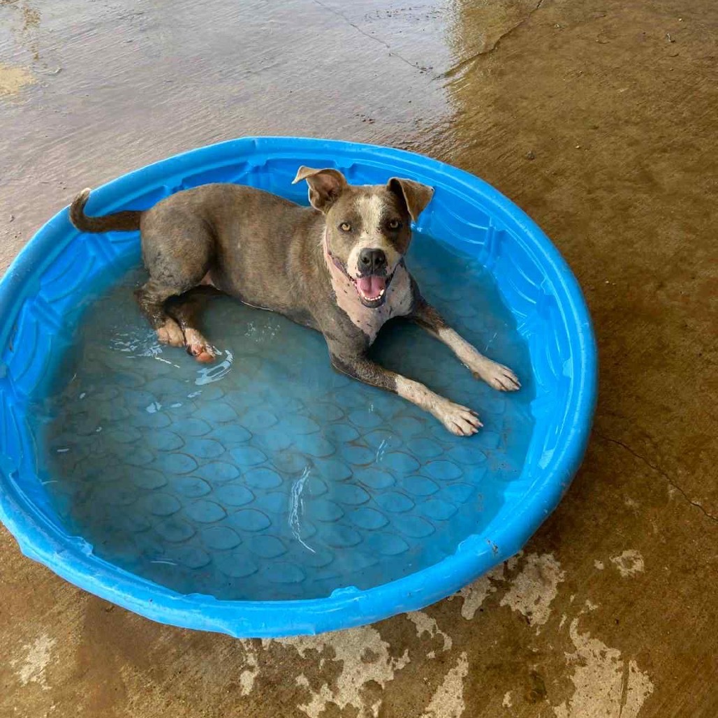 Allie, an adoptable Pit Bull Terrier in Wadena, MN, 56482 | Photo Image 4