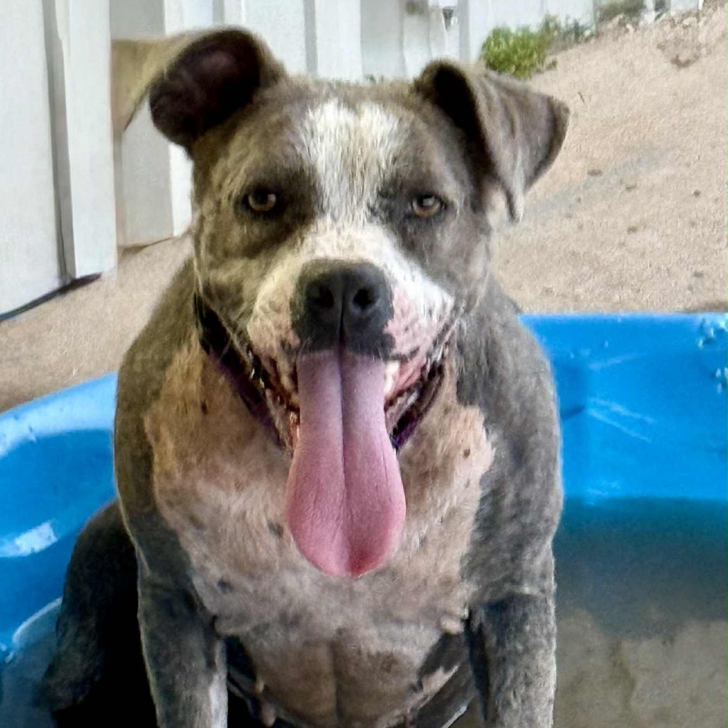 Allie, an adoptable Pit Bull Terrier in Wadena, MN, 56482 | Photo Image 5