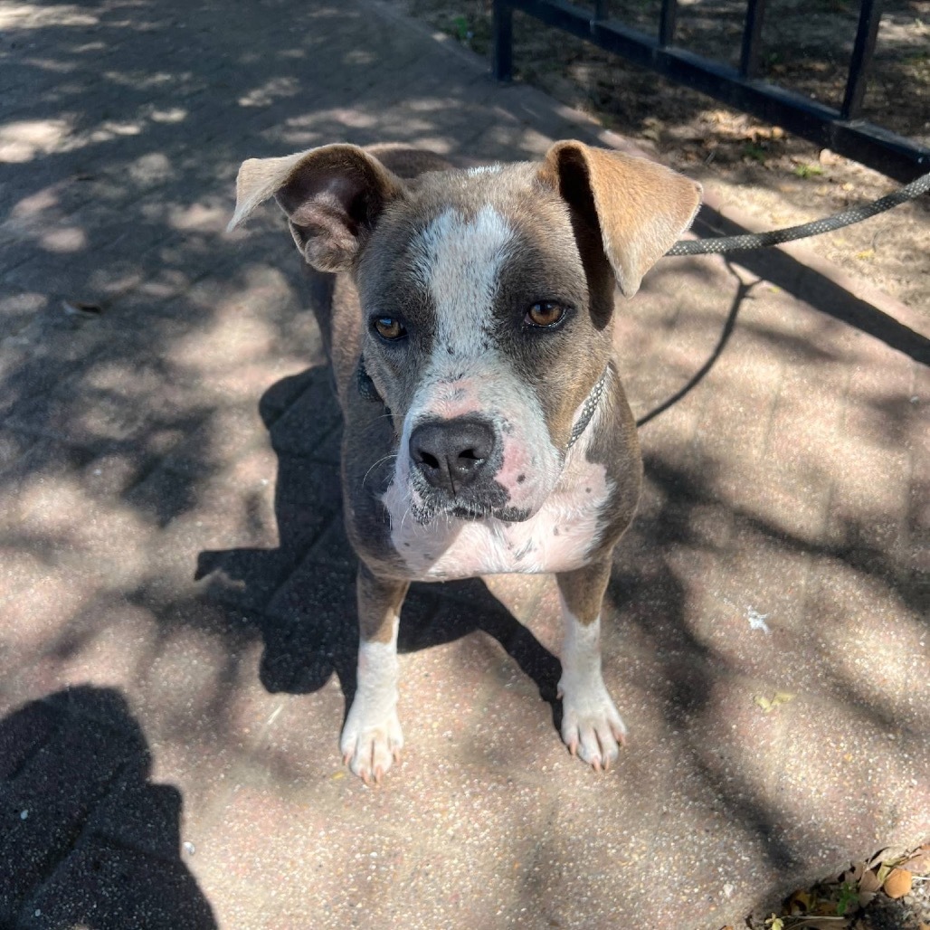 Allie, an adoptable Pit Bull Terrier in Wadena, MN, 56482 | Photo Image 6