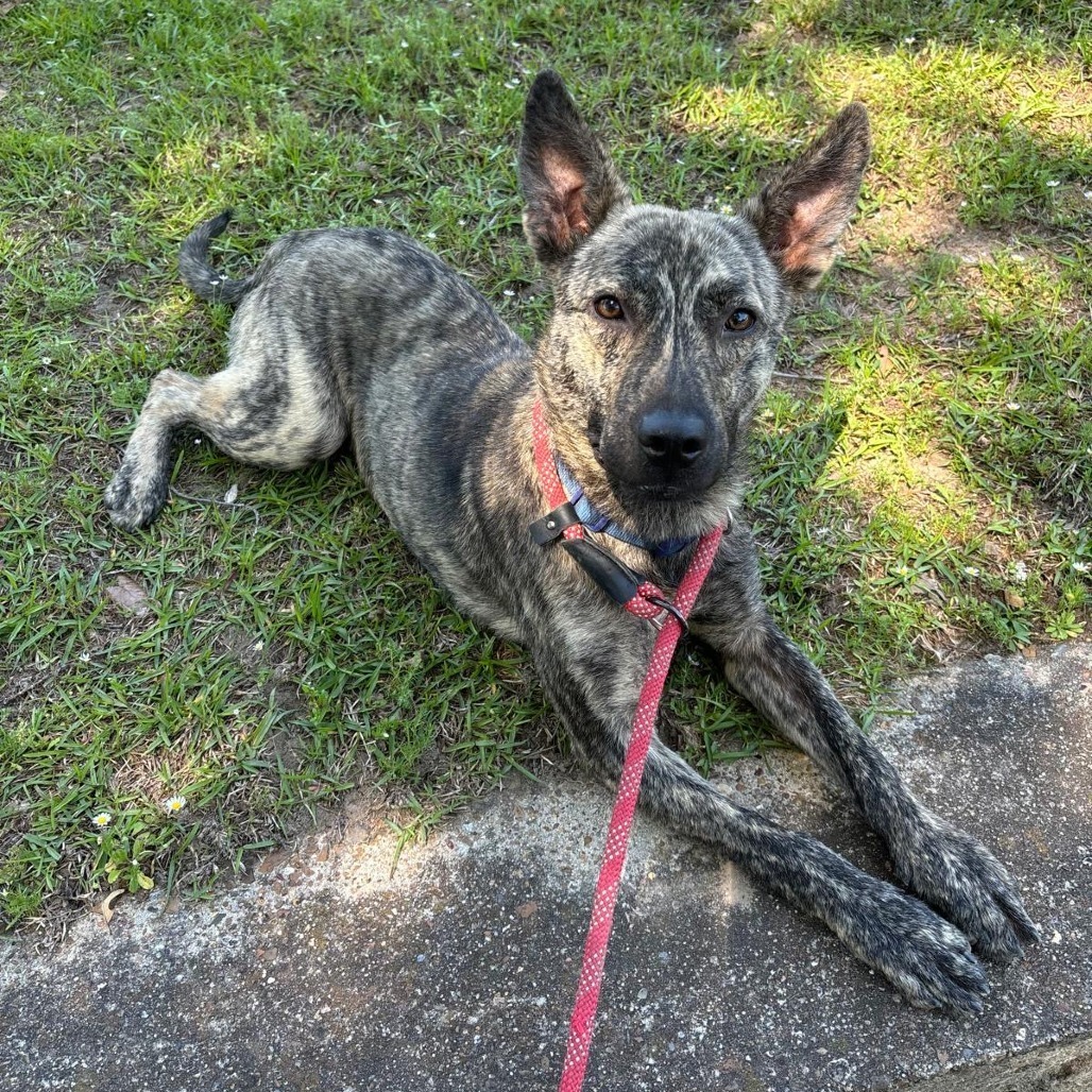 Garrett, an adoptable Dutch Shepherd, German Shepherd Dog in Wadena, MN, 56482 | Photo Image 1